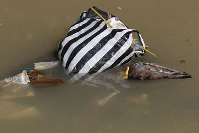 High angle view of fish swimming in lake