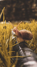 Close-up of snail on field