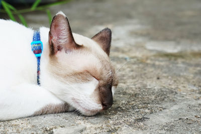 Close-up of cat resting