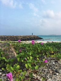 Pink flowering plants by sea against sky