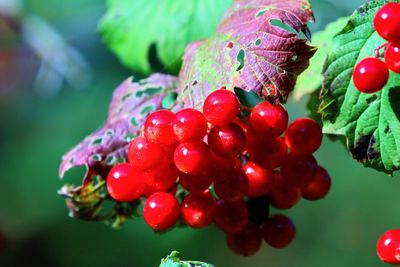 Close-up of cherries growing on tree