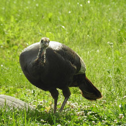 Bird perching on a field