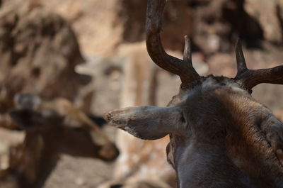 Close-up of deer