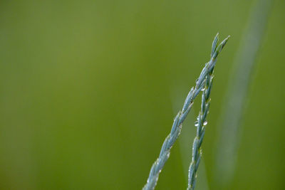 A dew drop in the plants in wood in the spring morning