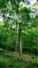 Trees in forest