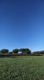 Scenic view of agricultural field against clear blue sky