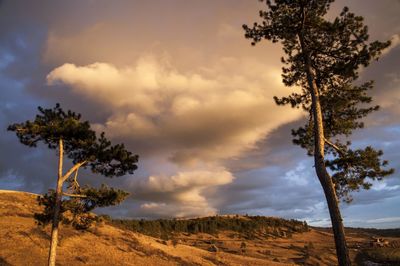 Trees on field against sky during sunset