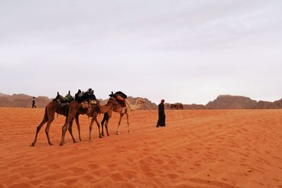 Man walking with camels on sand at desert