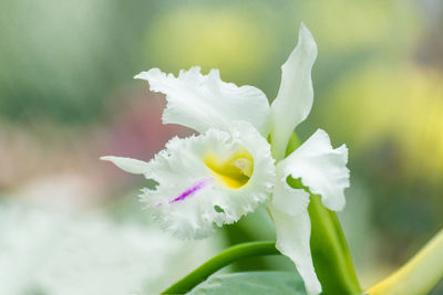 Close-up of white flowering plant