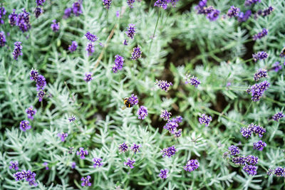 Close-up of purple flowering plants