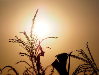 Low angle view of plant against sky during sunset