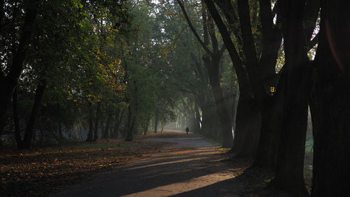 Trees in forest during autumn