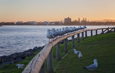 Birds perching on railing by river against sky