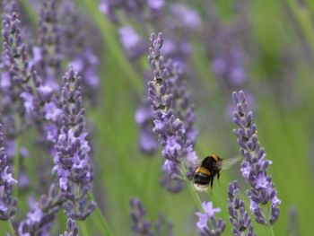 Honey bee pollinating on purple flower