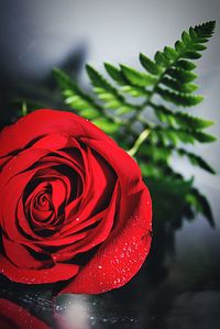 Close-up of red rose