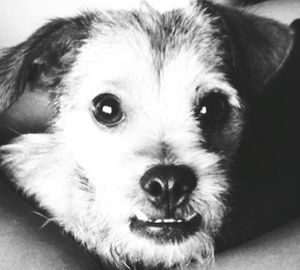 Close-up portrait of a dog