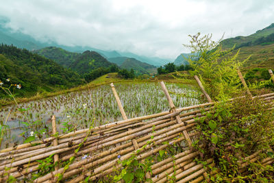 Scenic view of agricultural field against sky