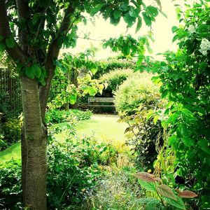 Low angle view of trees