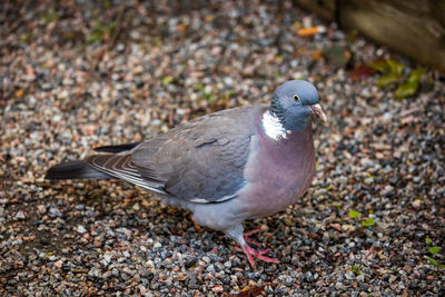 High angle view of pigeon perching on land