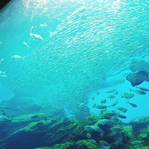 School of fish swimming in sea