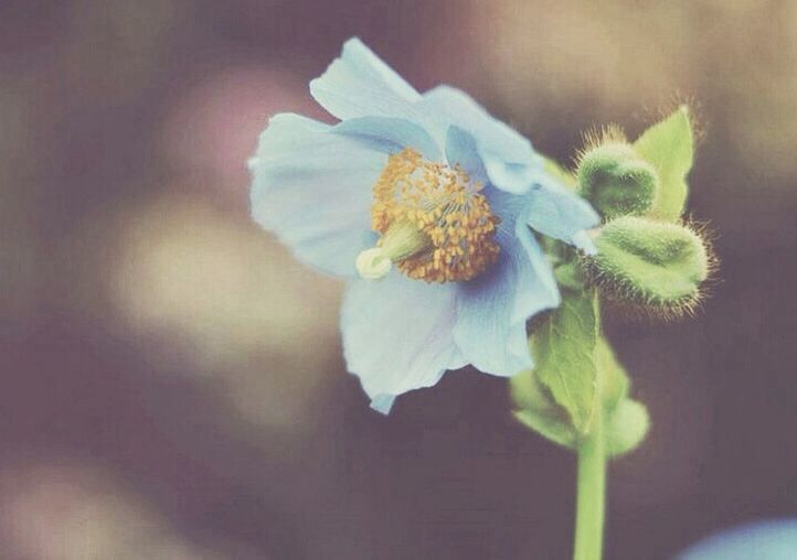 flower, fragility, freshness, growth, petal, flower head, plant, beauty in nature, close-up, leaf, nature, stem, blooming, focus on foreground, single flower, bud, in bloom, botany, white color, blossom