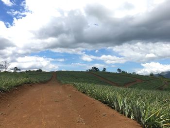 Scenic view of agricultural field against sky