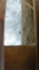 Close-up of tree trunk seen through window