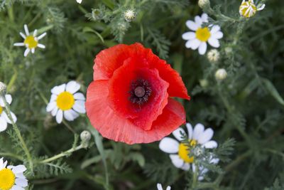 Close-up of red flower