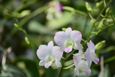 Close-up of purple flowering plants