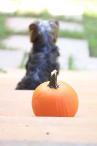 Close-up of a dog on pumpkin