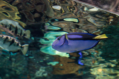 Close-up of fish swimming in aquarium