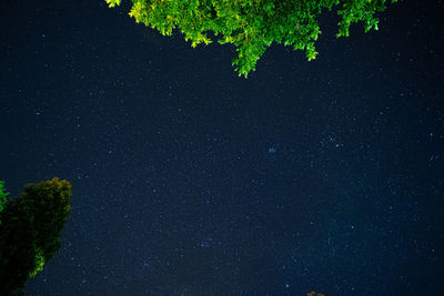 Low angle view of trees against sky at night