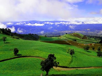 Scenic view of agricultural field against sky