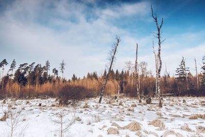 Scenic view of landscape against sky