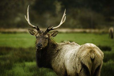 Portrait of elk standing on field