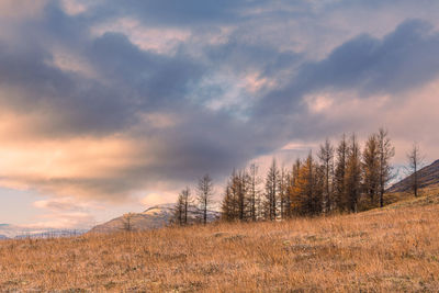 Scenic view of field against sky during sunset