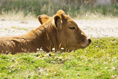Cow in grass