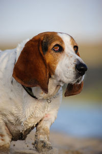 Close-up of basset hound dog looking away