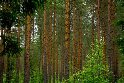 View of trees in forest