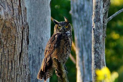 Portrait of owl perching on wooden post