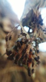 Close-up of insect against sky