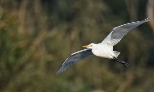 Close-up of a bird flying