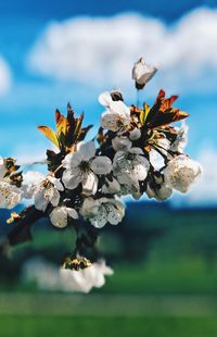 Close-up of white cherry blossoms