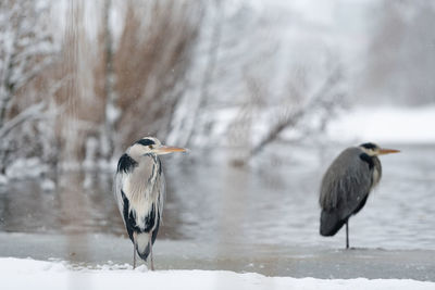 Bird perching on snow