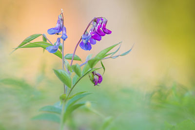 Spring pea in the meadow