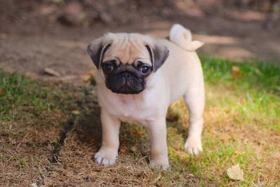 Close-up of a dog