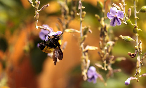 Close-up of bee on flower