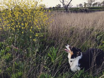 Dog on field by water