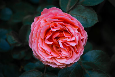 Close-up of pink rose