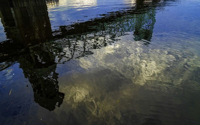 Reflection of trees in puddle